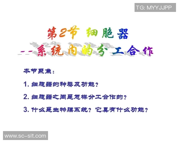 科学网球团队协作训练方法探索与实践提升运动表现与团队默契